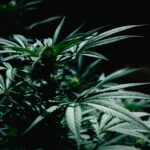 dark room cannabis plant ester cannabis