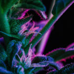 Terpenes in cannabis and the entourage effect