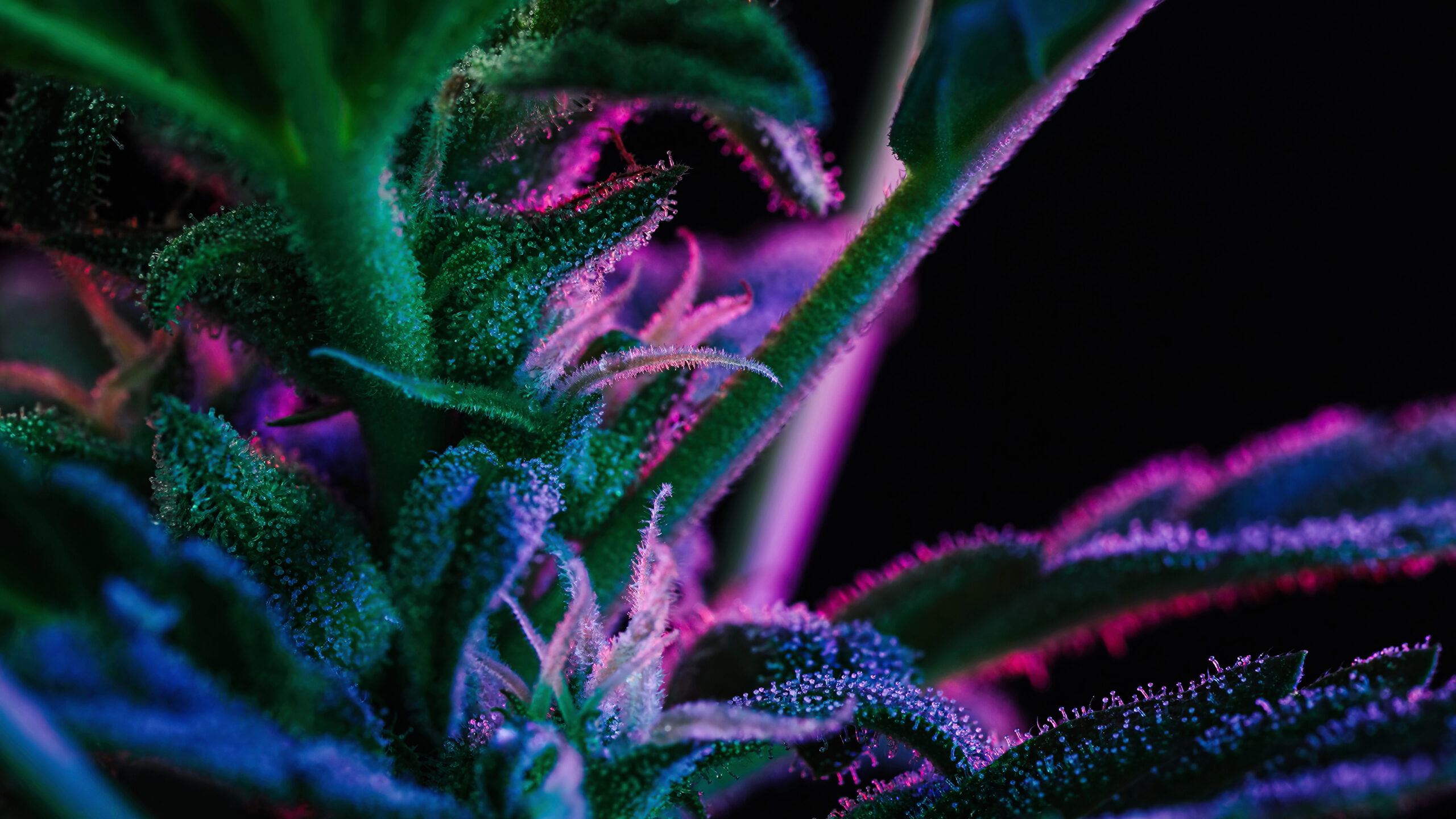 Terpenes and the Entourage effect in Cannabis A Terpy Adventure